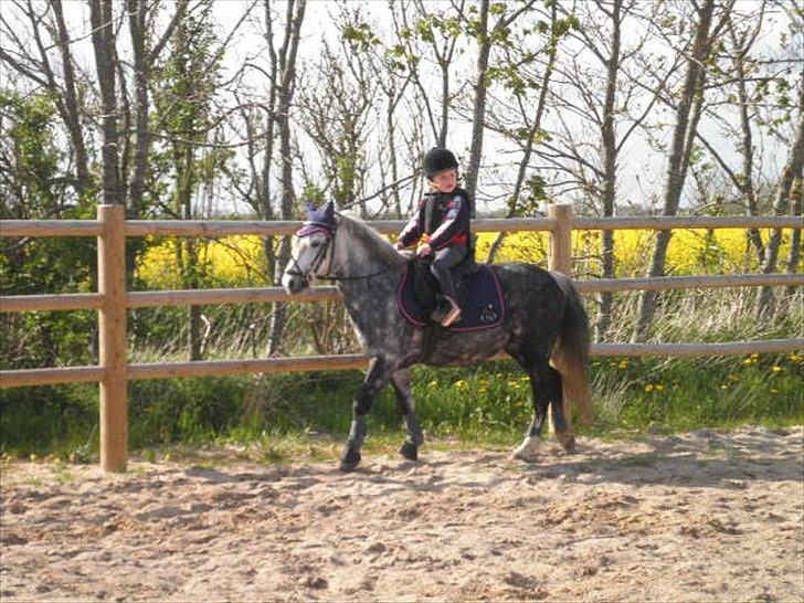 Welsh Mountain (sec A) Sisse. Himmelhest.  billede 6