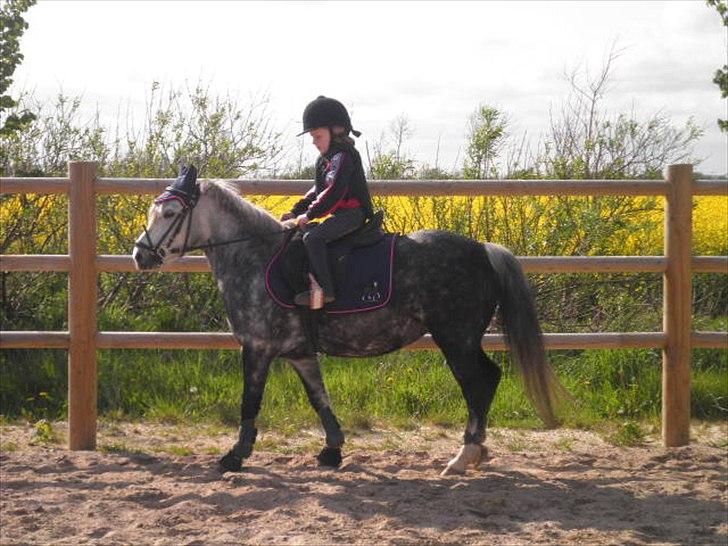 Welsh Mountain (sec A) Sisse. Himmelhest.  billede 7