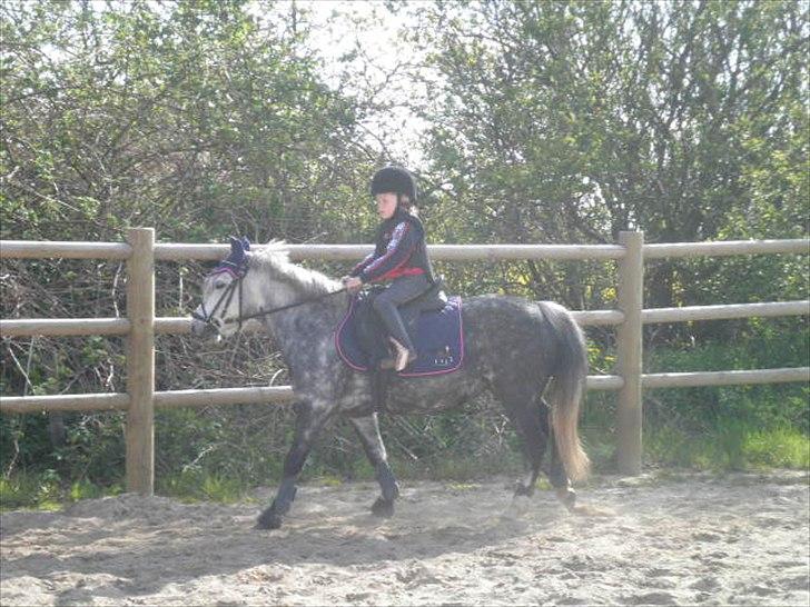 Welsh Mountain (sec A) Sisse. Himmelhest.  billede 8