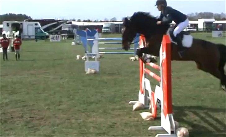 Dansk Varmblod Chagall Cornett -ViNDER DM 2012- - CSl* billede 17