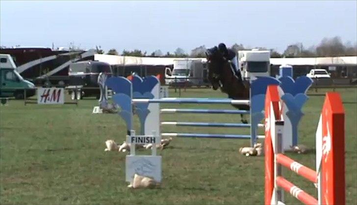 Dansk Varmblod Chagall Cornett -ViNDER DM 2012- - MB* eller MA* billede 7