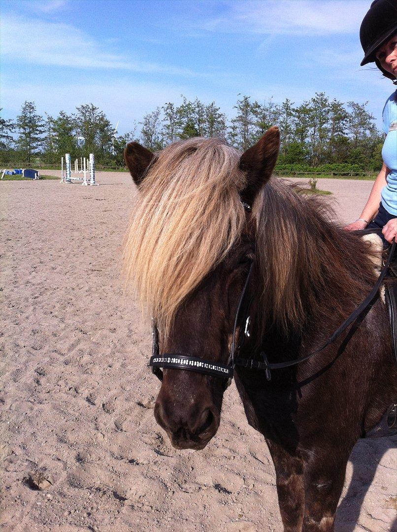 Islænder Fengur frá Alfholum - Maj 2012: dejlige ismule, stadig lidt gul i manen:-) billede 8