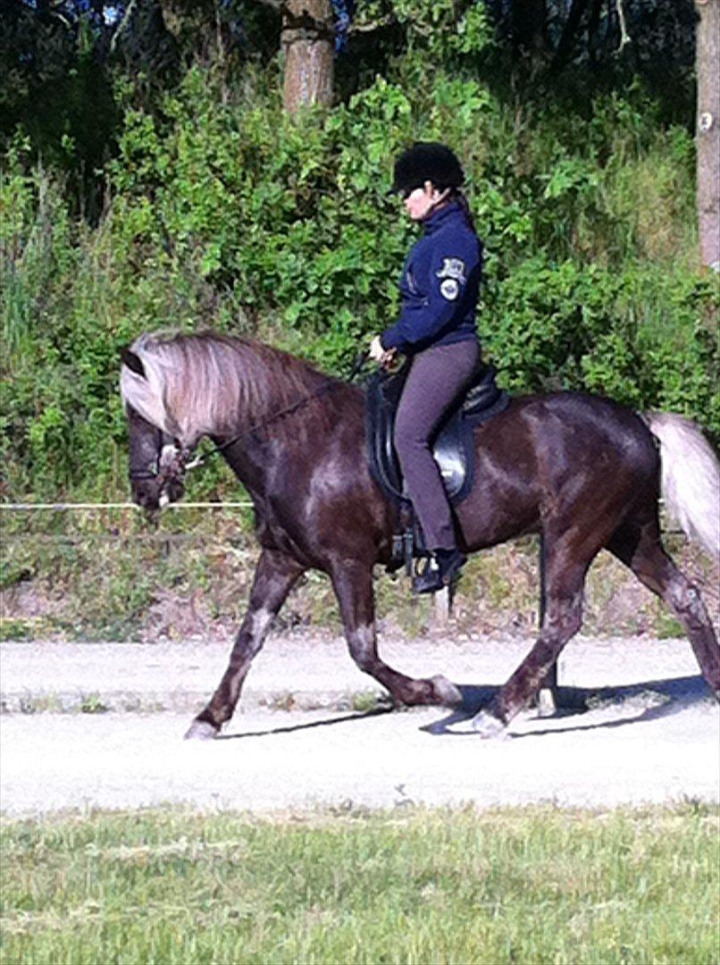 Islænder Fengur frá Alfholum billede 6