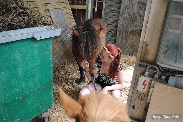 Shetlænder Manjo ||Part/Passer|| billede 8