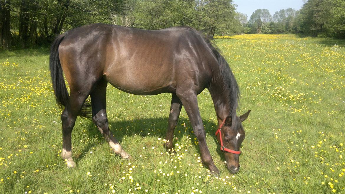 Dansk Varmblod WASA - sommergræs maj 2012 billede 13