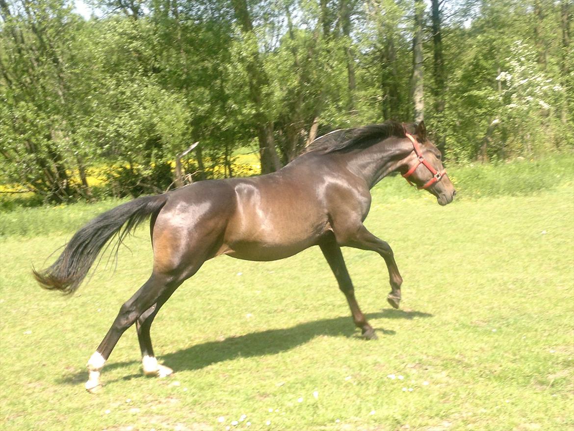 Dansk Varmblod WASA - Smukke smukke Wasa, Elsker sku den hest :-D

Sommergræs  maj 2012 billede 10