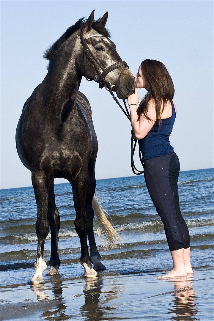 Dansk Varmblod LE-QUI'TO billede 6