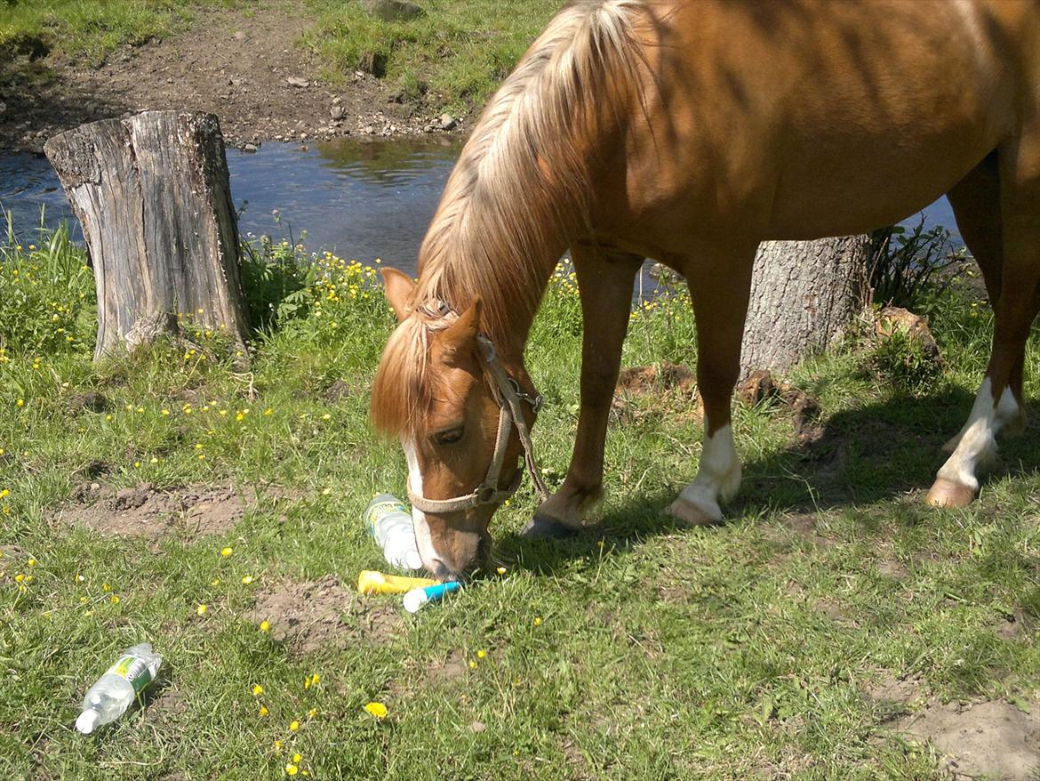 Anden særlig race Poppelgaardens Golden Cilli - sommergræs maj 2012 billede 11