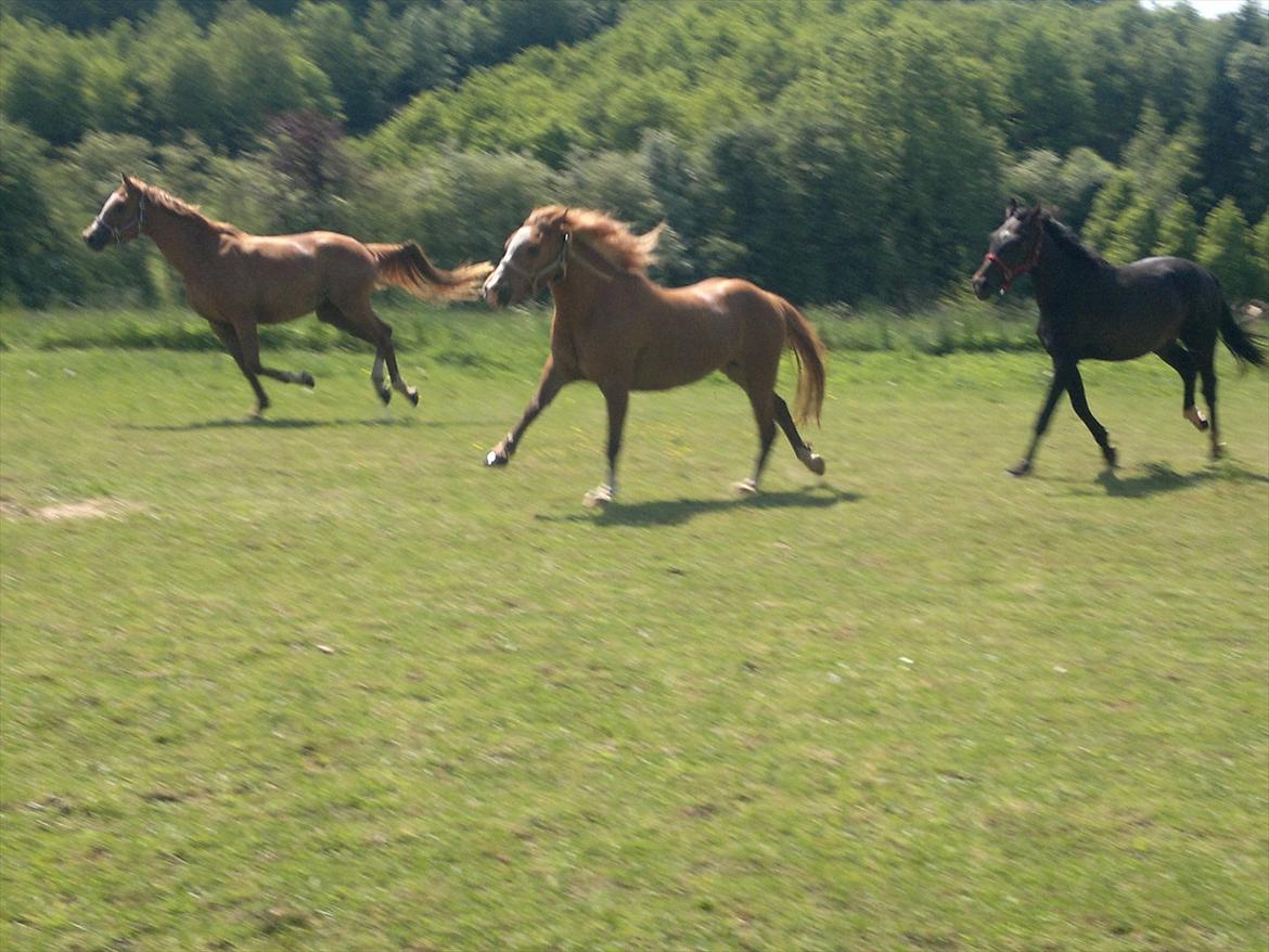 Anden særlig race Poppelgaardens Golden Cilli - Shooting Star, Cilli og Wasa

sommergræs maj 2012 billede 13