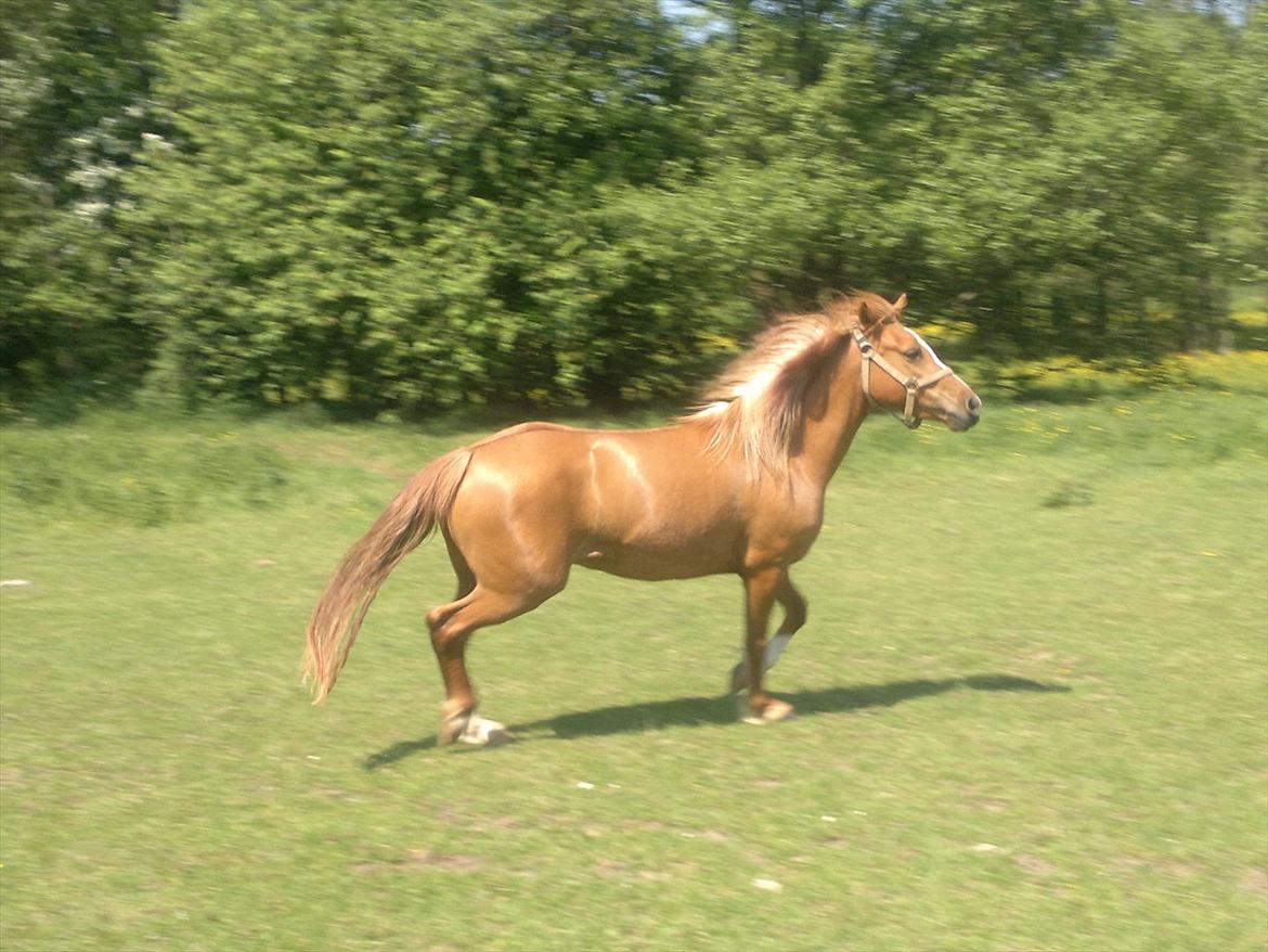 Anden særlig race Poppelgaardens Golden Cilli - sommergræs maj 2012 billede 9