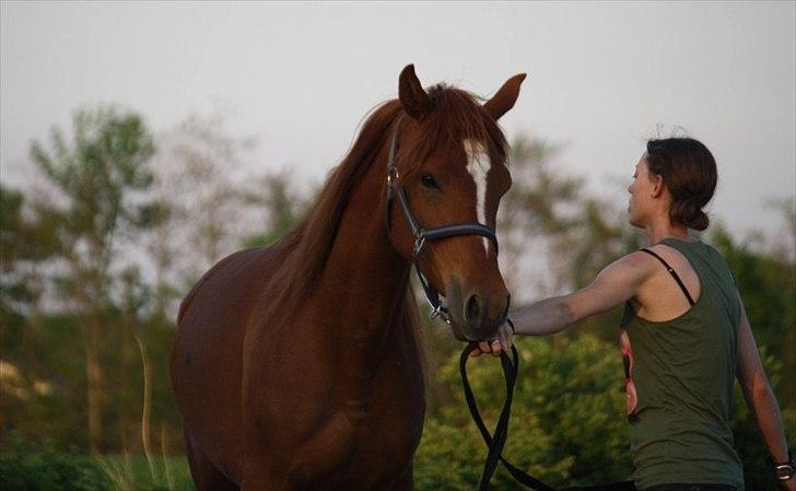 Arabisk fuldblod (OX) Finally Al-Bait OX 5493 SOLGT ! billede 13