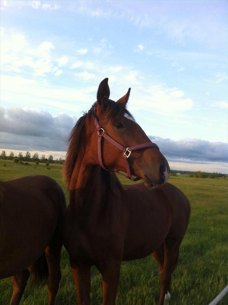 Dansk Varmblod Sweet-Heart B - Følle på sommergræs maj 2012 billede 3