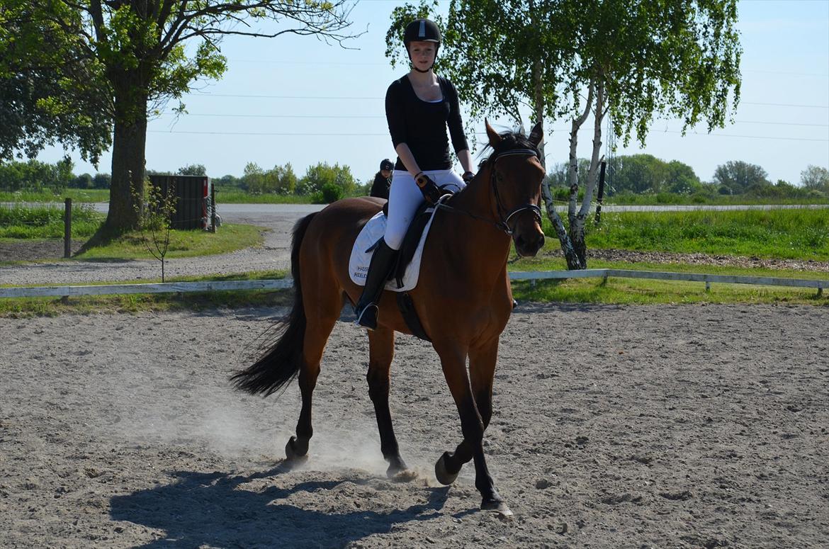 Dansk Varmblod Railo billede 1