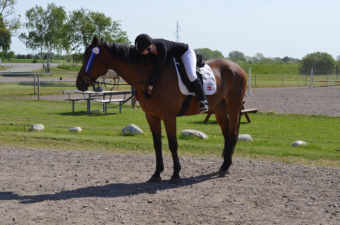 Dansk Varmblod Railo billede 2