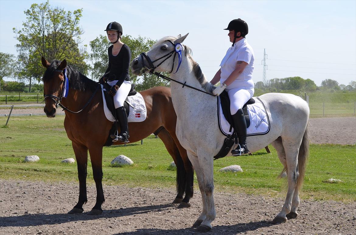 Dansk Varmblod Railo billede 3