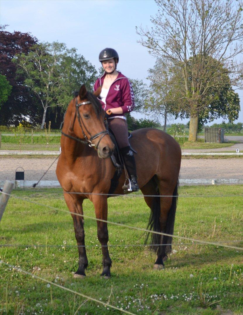 Dansk Varmblod Railo billede 4