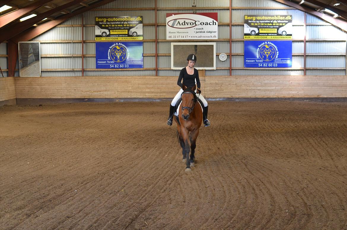 Dansk Varmblod Railo billede 5