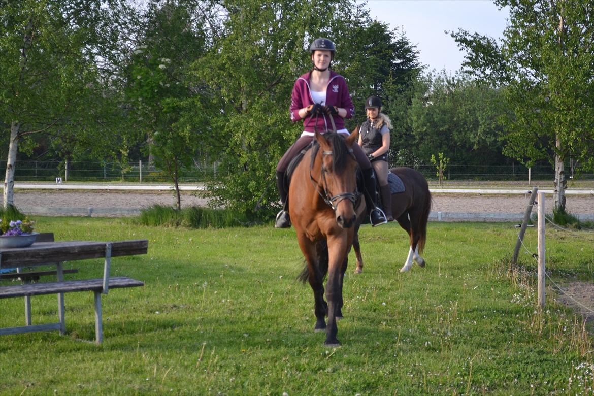 Dansk Varmblod Railo billede 6