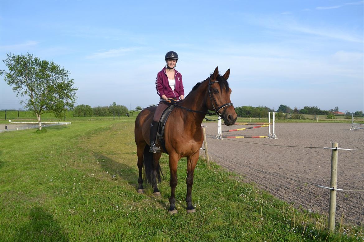 Dansk Varmblod Railo billede 7