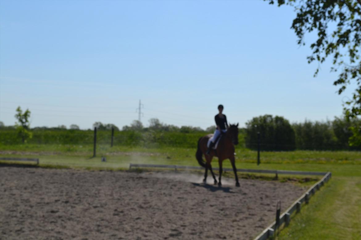 Dansk Varmblod Railo billede 8