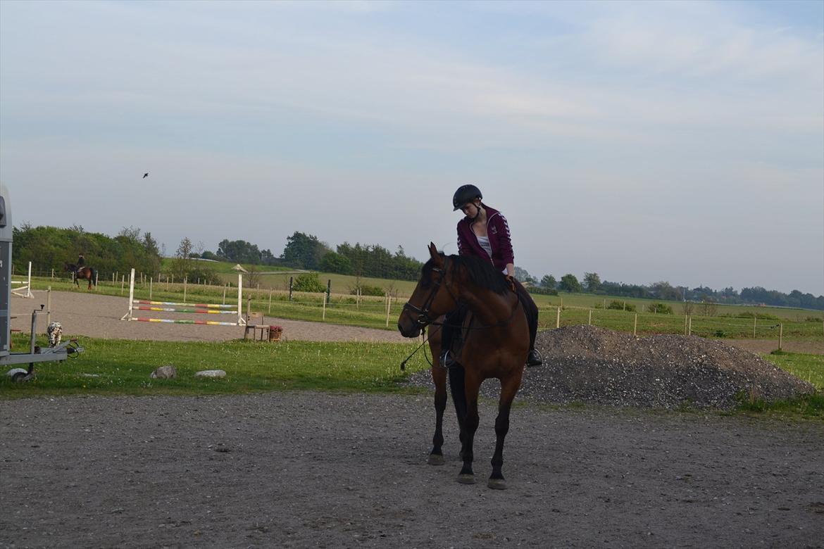 Dansk Varmblod Railo billede 9