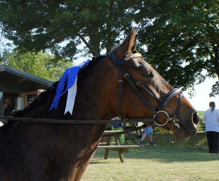 Dansk Varmblod Stald Mejses Cordell - Cordell nr. 2 til klubmesterskabet med ejeren Maria Hedegaard.
Fotograf: Tine Bukke billede 9