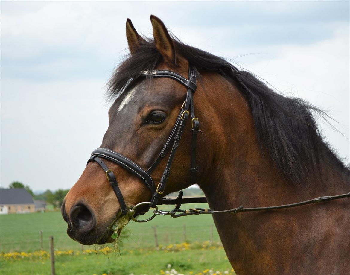 DSP Rolsteds Theseus billede 1