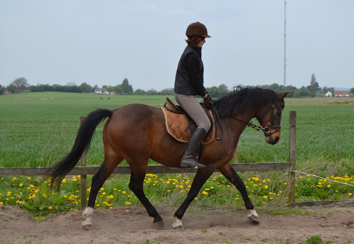 DSP Rolsteds Theseus billede 2