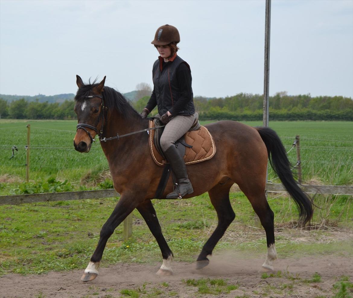 DSP Rolsteds Theseus billede 3