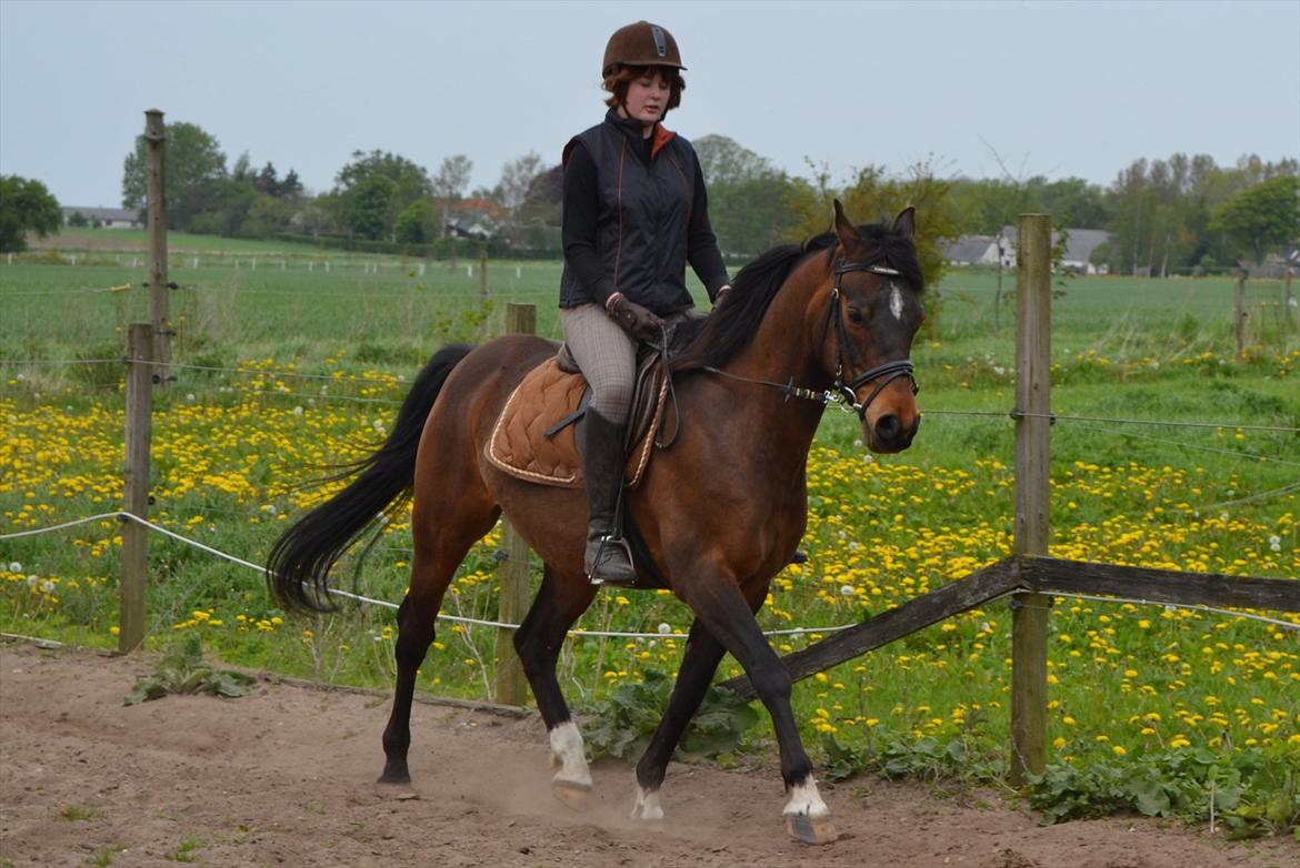 DSP Rolsteds Theseus billede 4