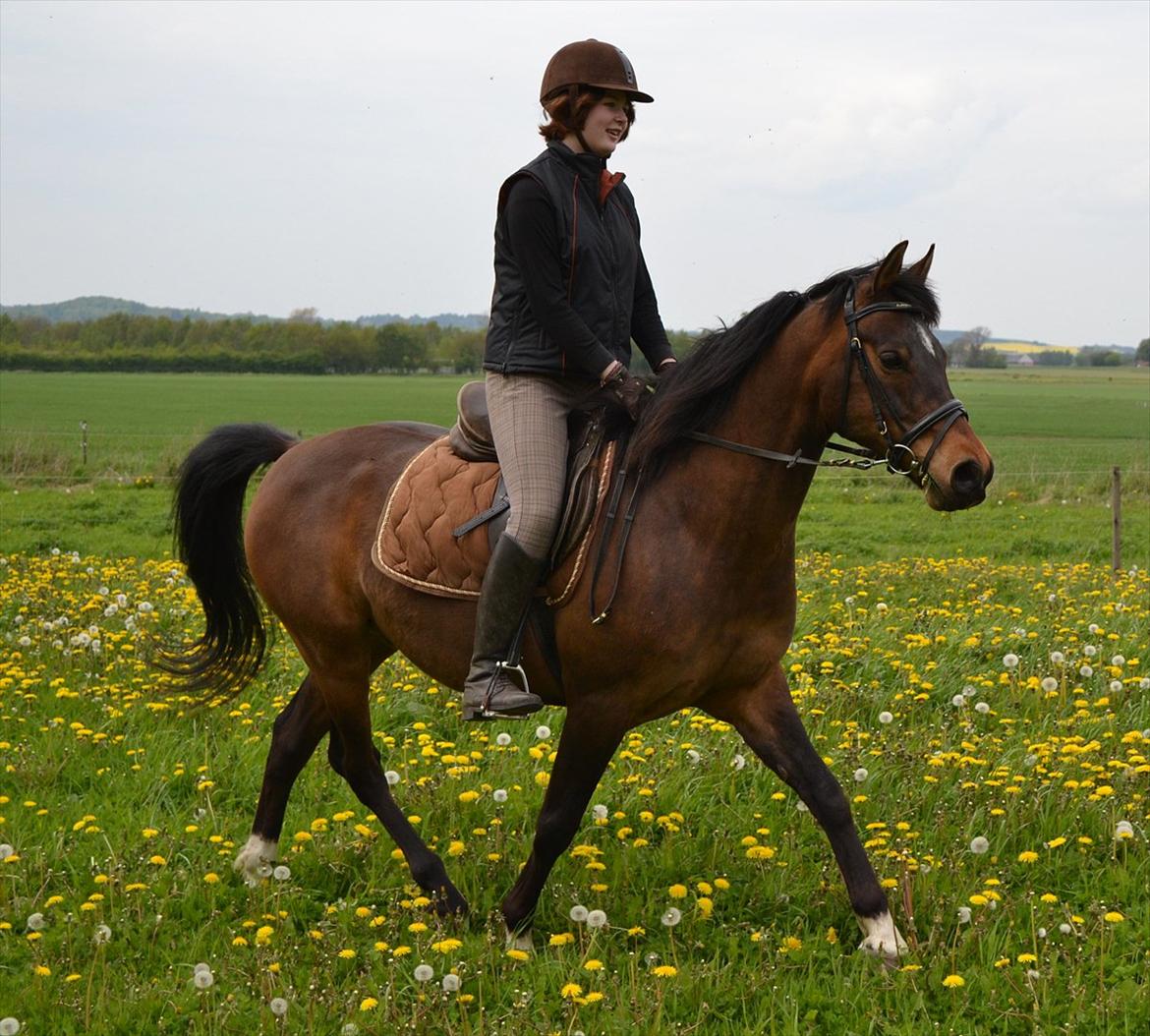 DSP Rolsteds Theseus billede 6