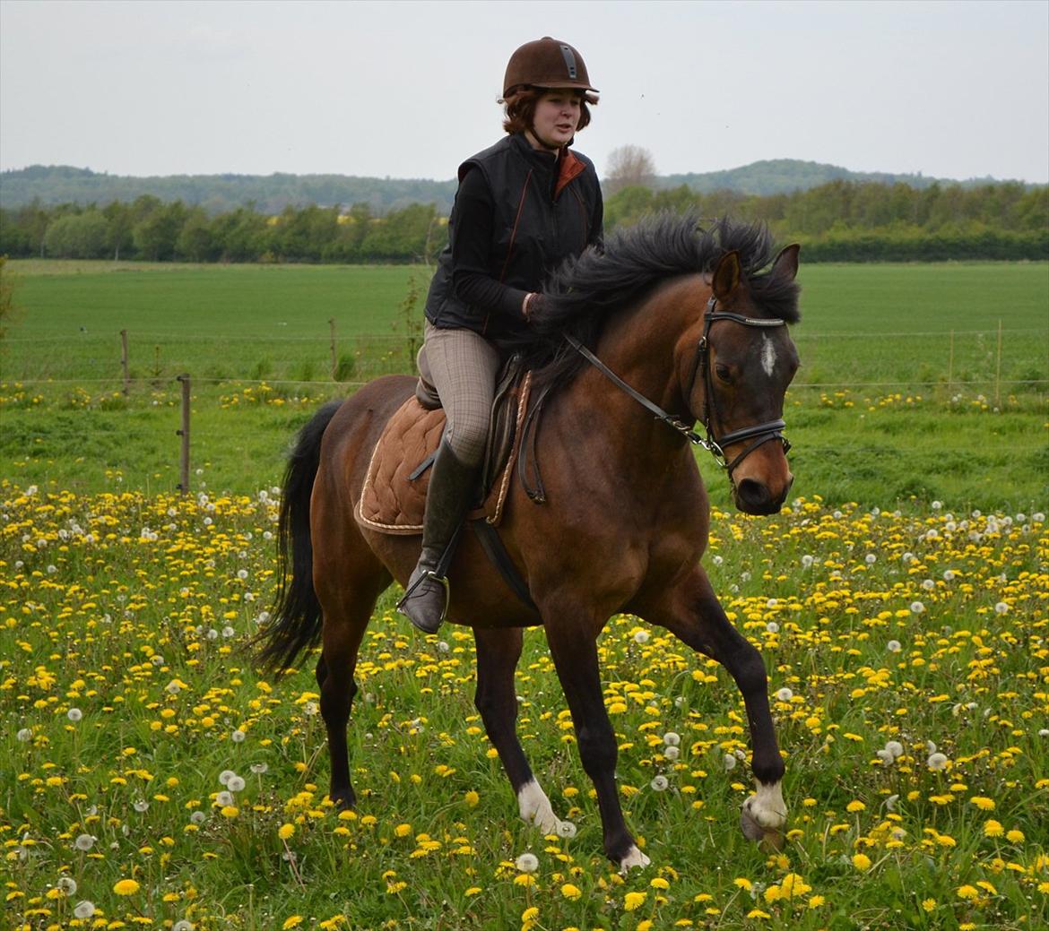 DSP Rolsteds Theseus billede 7