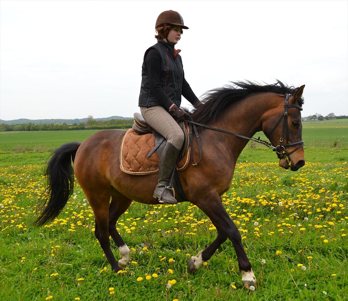 DSP Rolsteds Theseus billede 8