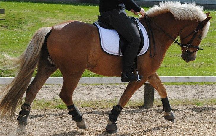 Haflinger PEGASUS billede 8