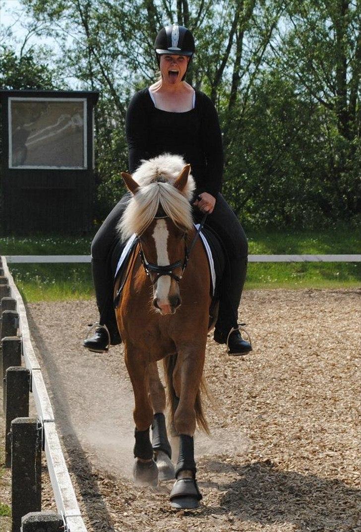 Haflinger PEGASUS billede 3