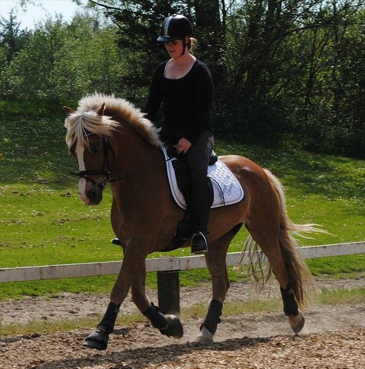 Haflinger PEGASUS billede 15