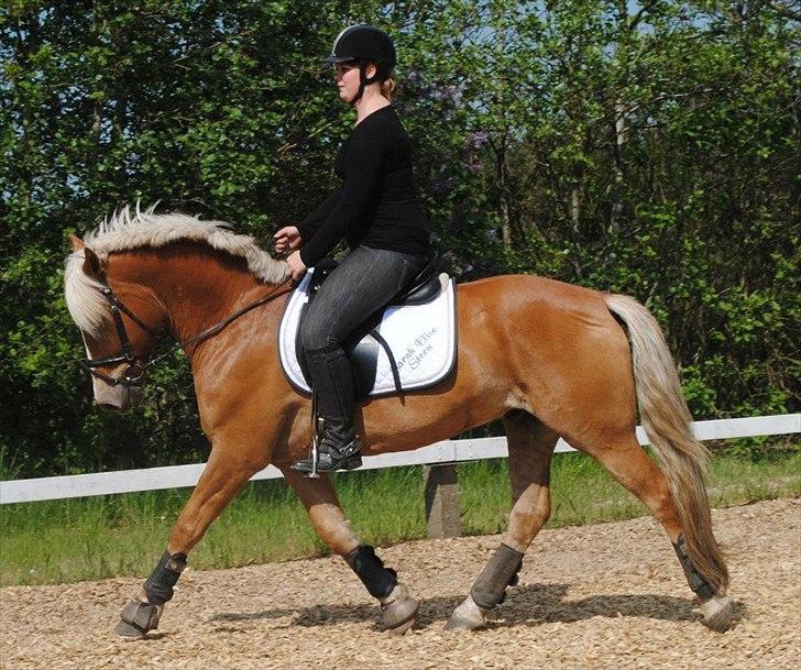 Haflinger PEGASUS billede 11
