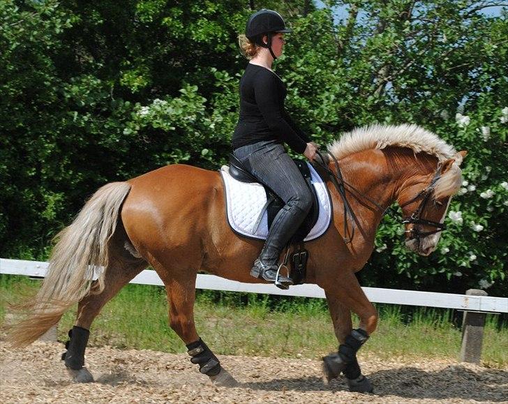 Haflinger PEGASUS billede 13