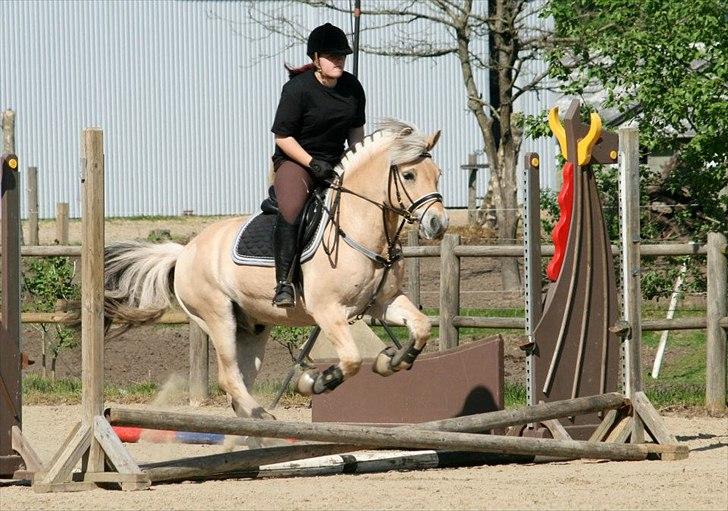 Fjordhest Elm Skovå (Elmer Fjot) - Yndige ponydreng <3 Foto: Amra billede 14