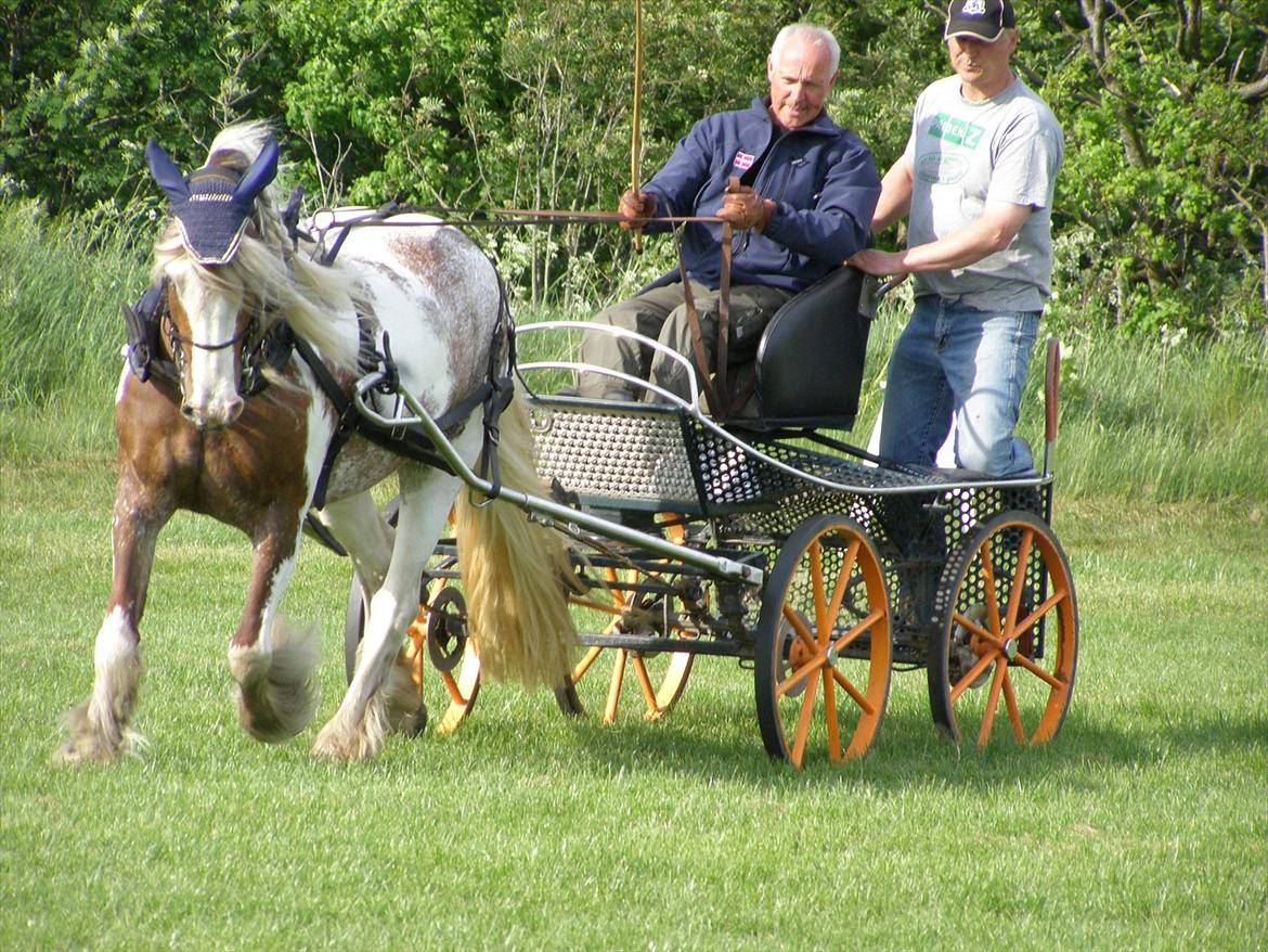 Irish Cob My Own Casmina billede 5