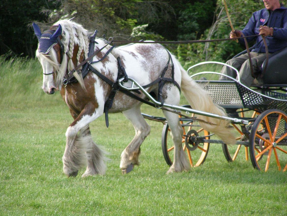 Irish Cob My Own Casmina billede 8