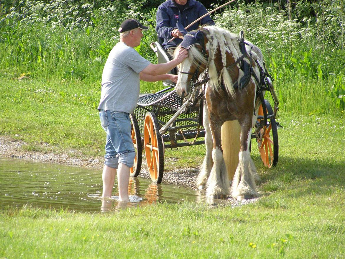 Irish Cob My Own Casmina billede 6