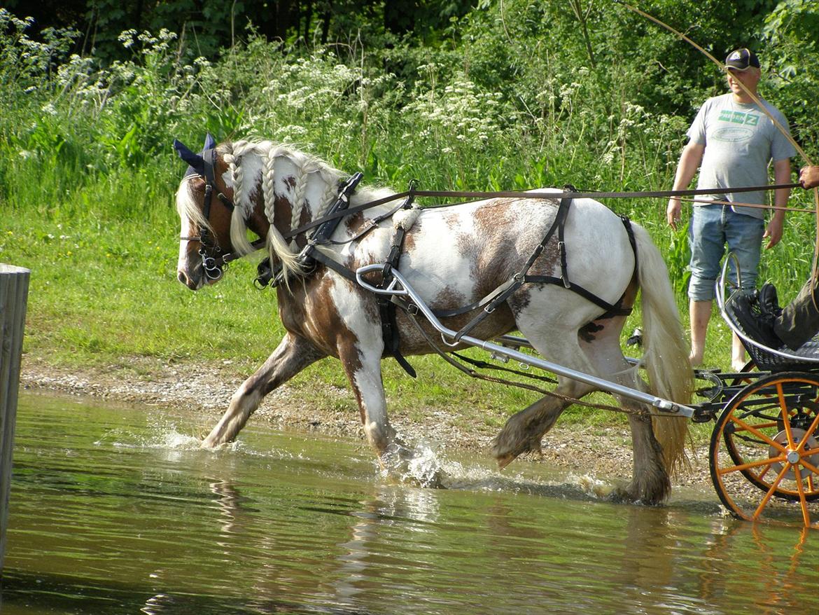 Irish Cob My Own Casmina billede 4