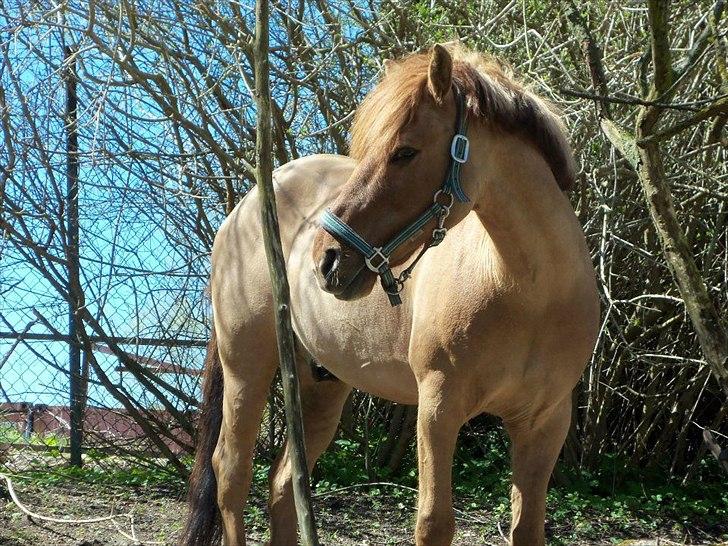 Anden særlig race Lucas/Alf - smukke pony-dreng!<3
foto: natasha billede 3