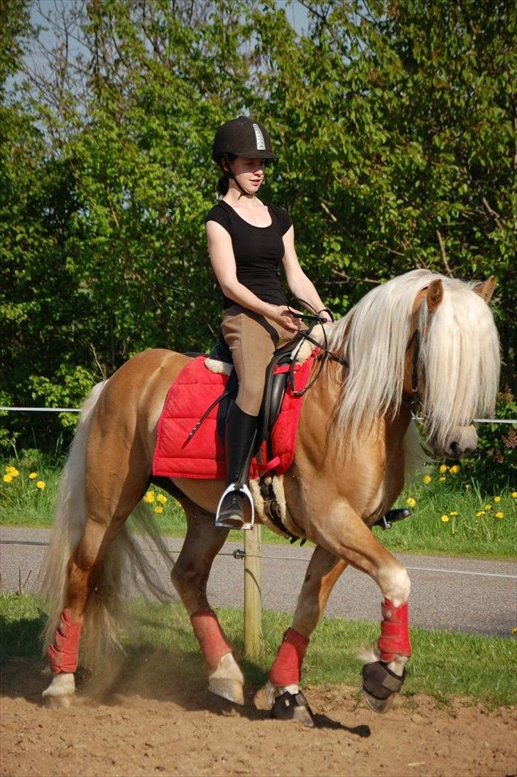 Haflinger Amadeos AVLHINGST billede 6