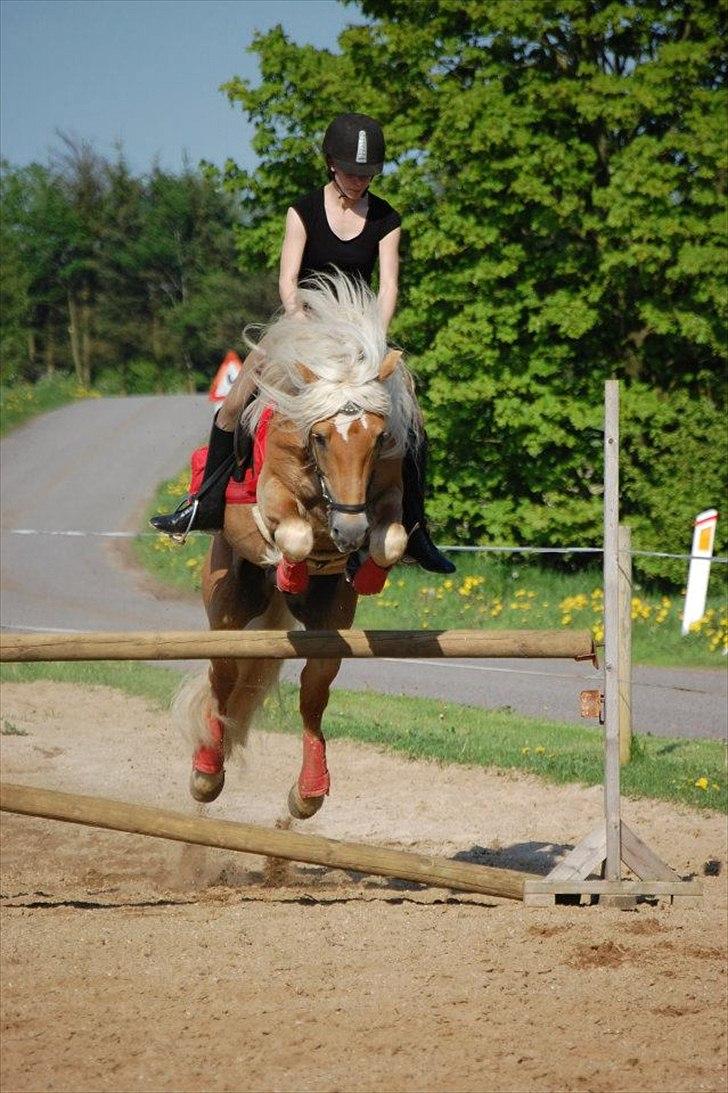 Haflinger Amadeos AVLHINGST billede 7