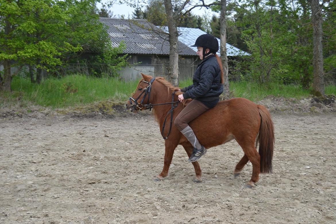 Shetlænder Hedevangs Liv (Mini) - Tilridning Maj 2012 billede 8