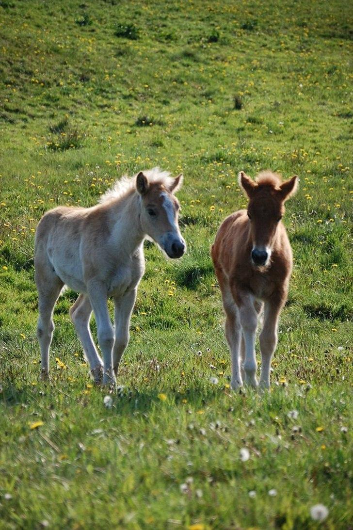 Anden særlig race Jættegårdens Abselon billede 6