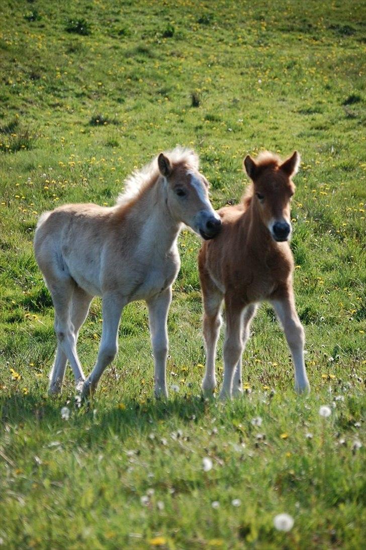 Anden særlig race Jættegårdens Abselon billede 7