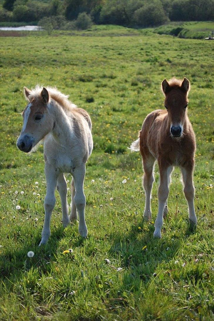 Anden særlig race Jættegårdens Abselon billede 8